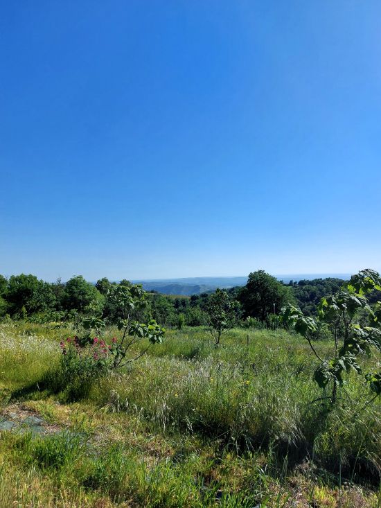 un paysage très vert sous le ciel bleu