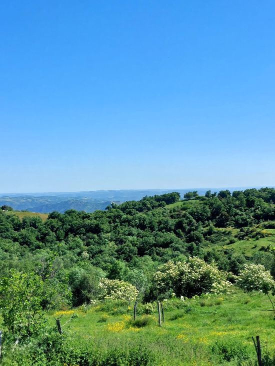 un paysage très vert sous le ciel bleu