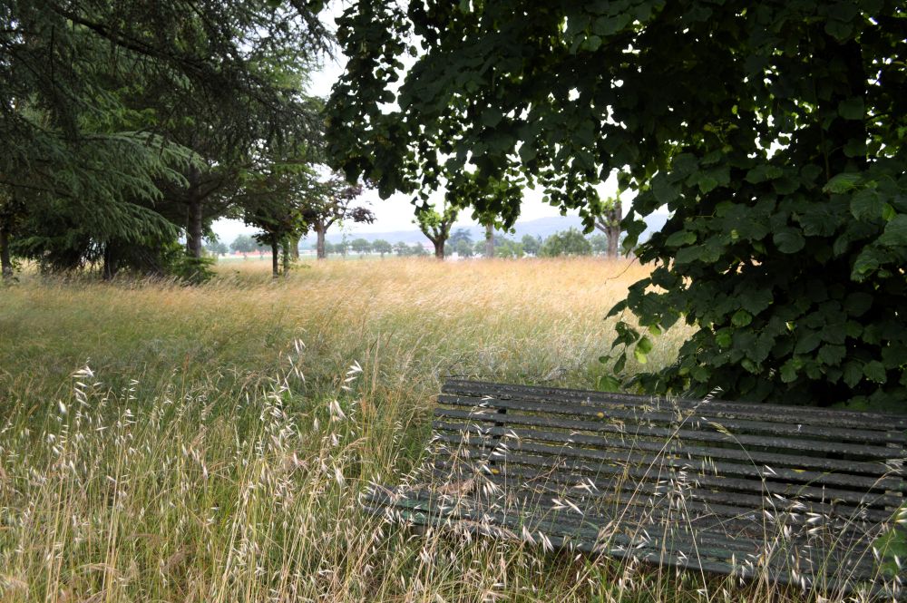 un banc sous les arbres, au bord d'une prairie