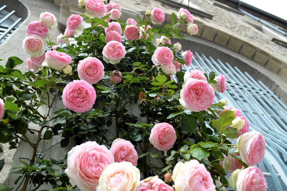 un rosier grimpant couvert de fleurs roses