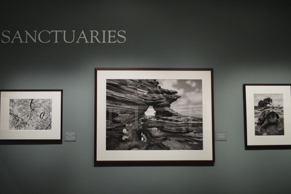 exposition Genesis de Sebastião Salgado au musée d'art contemporain de Montélimar