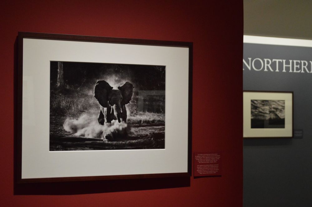 exposition Genesis de Sebastião Salgado au musée d'art contemporain de Montélimar