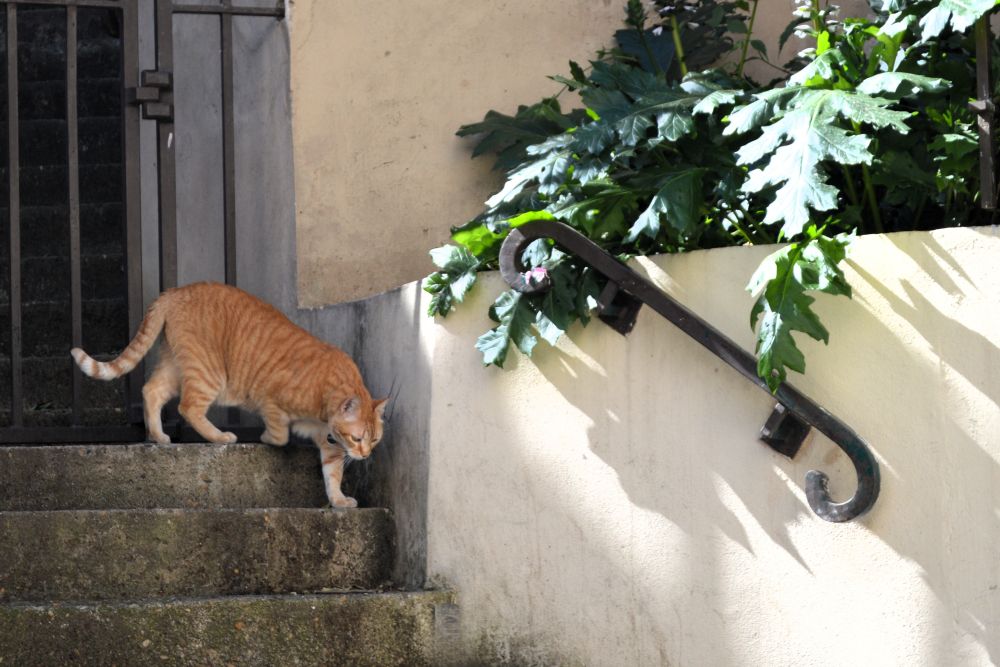 un chat roux qui descend un escalier