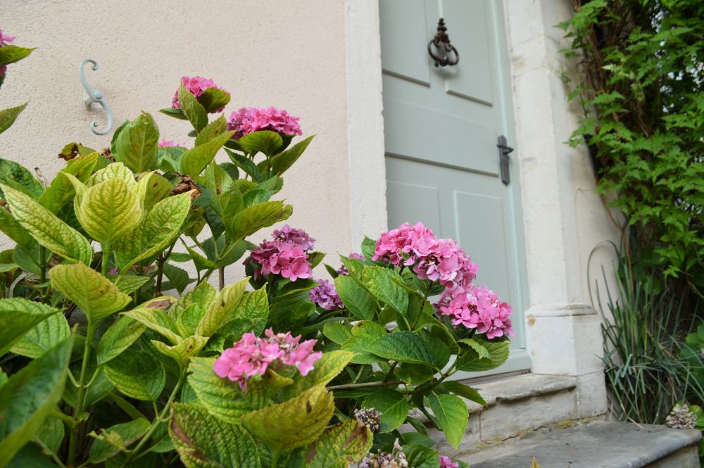 hortensias à coin d'un perron de maison
