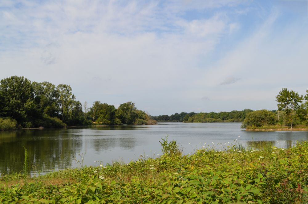 un étang entouré de végétation