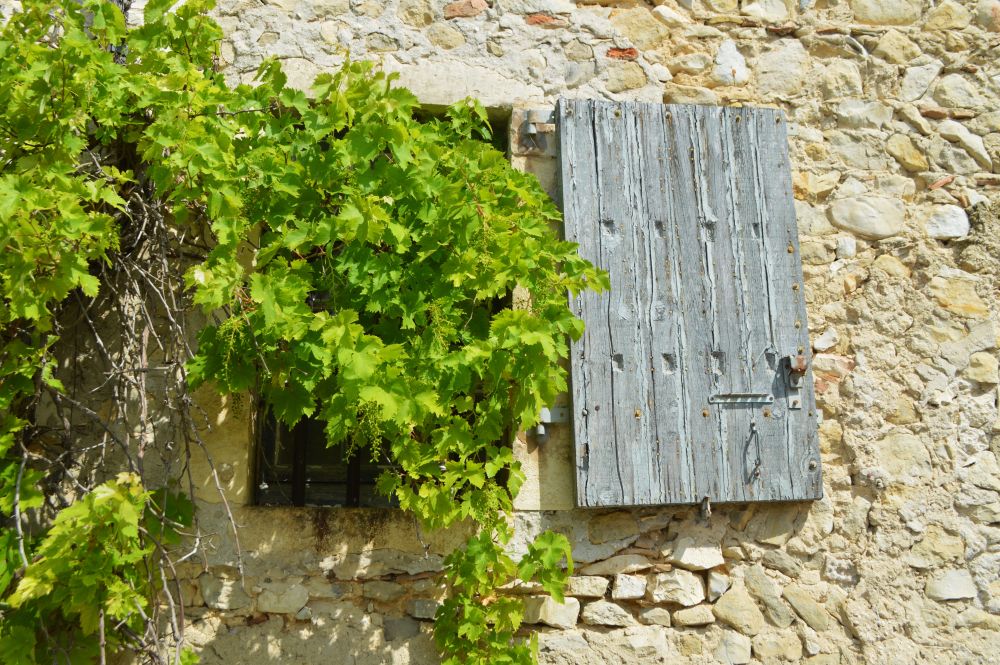 fenêtre avec volet en bois et vigne sur une maison ancienne
