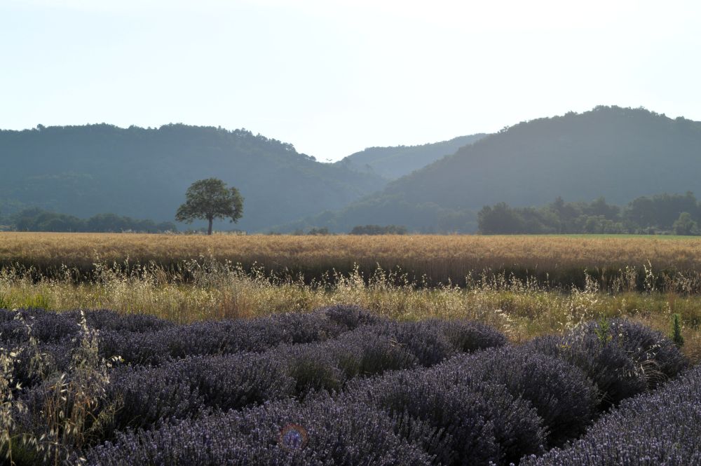 champ de lavande en fleurs au pied du Vercors