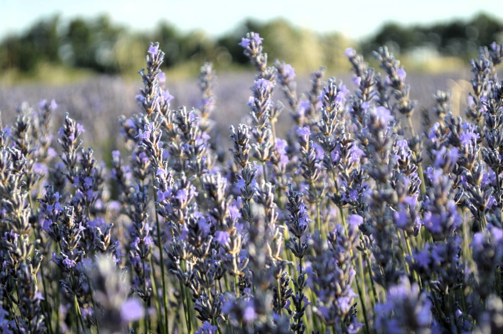 lavande en fleurs