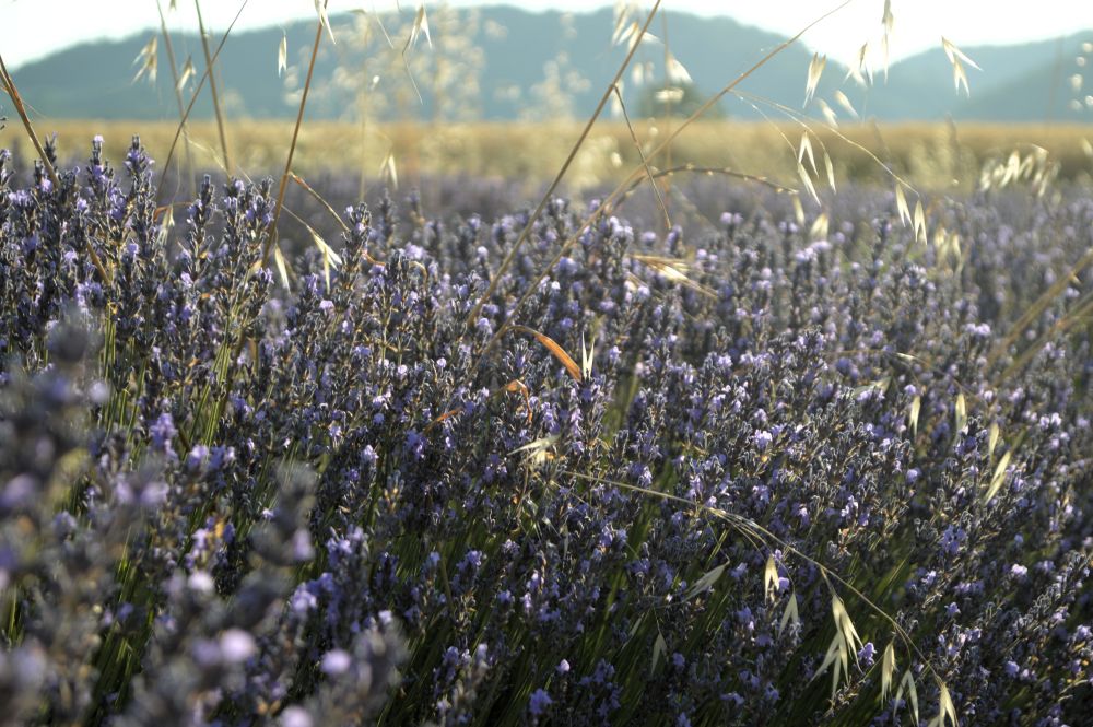 champ de lavande en fleurs au pied du Vercors