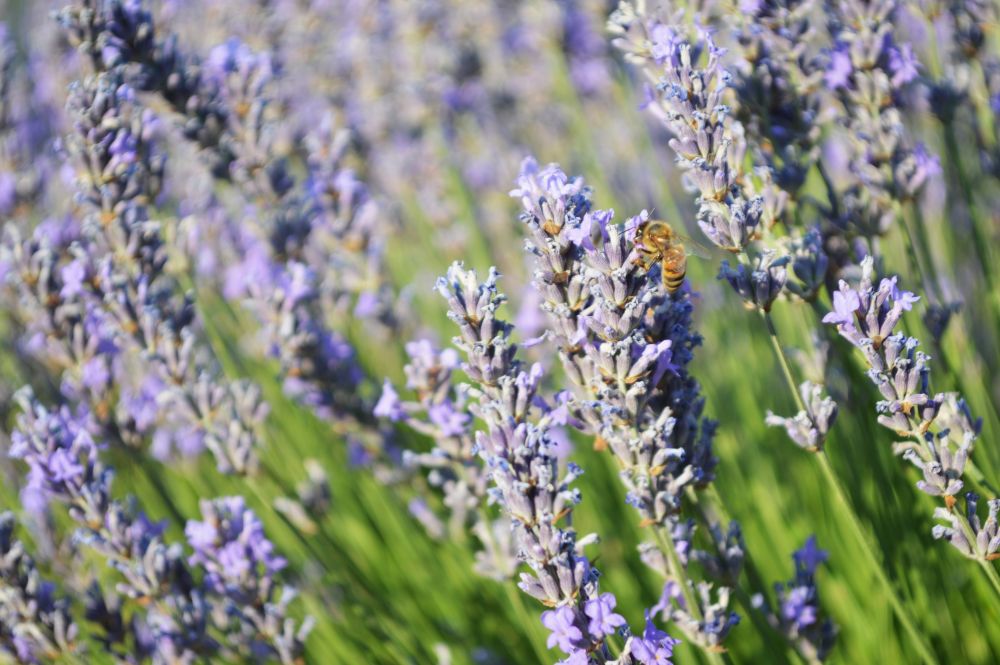 lavande en fleurs