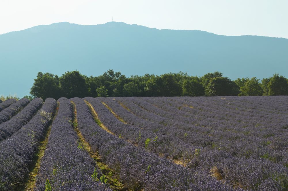 champ de lavande en fleurs au pied du Vercors