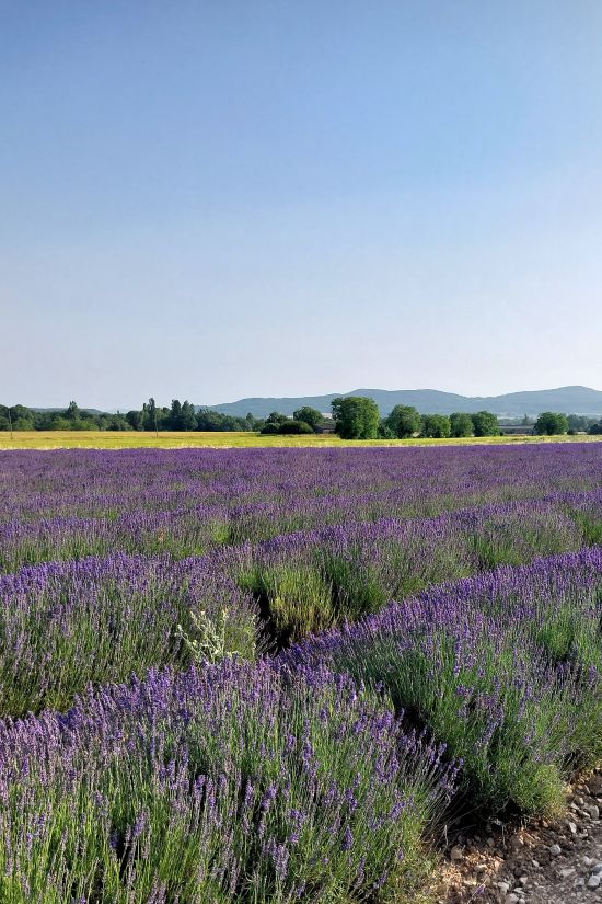 champ de lavande en fleurs