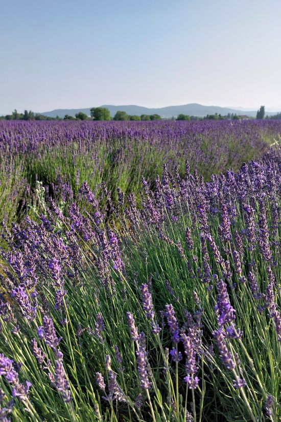 champ de lavande en fleurs