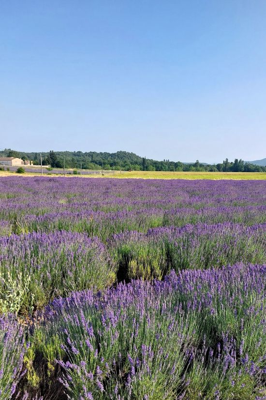 champ de lavande en fleurs