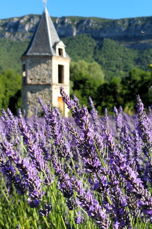 champ de lavande en fleurs