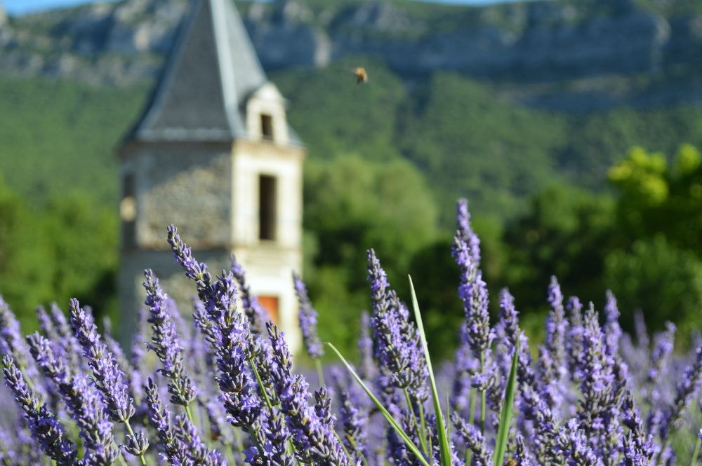 champ de lavande en fleurs