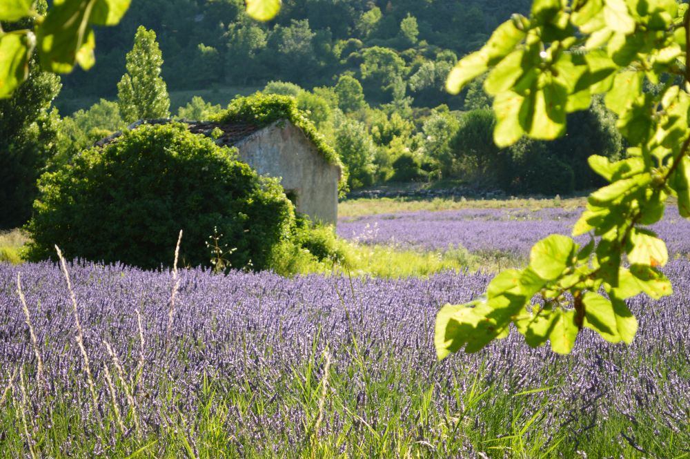 champ de lavande en fleurs