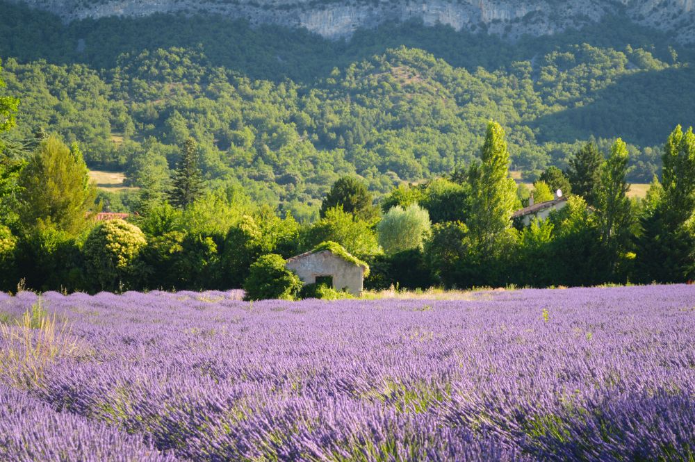 champ de lavande en fleurs