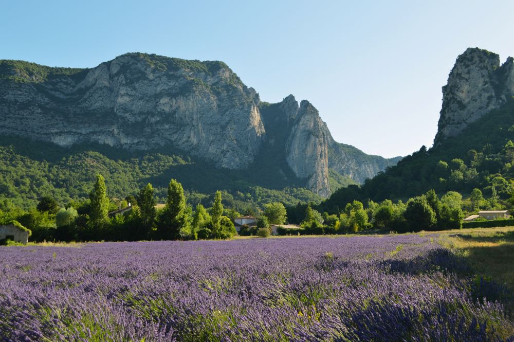 champ de lavande en fleurs au pied du pertuis de Saoû