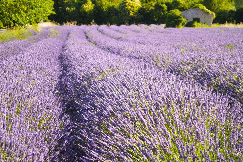 champ de lavande en fleurs