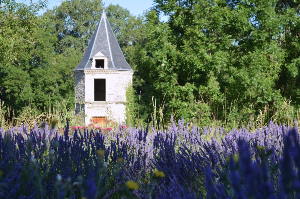 champ de lavande en fleurs