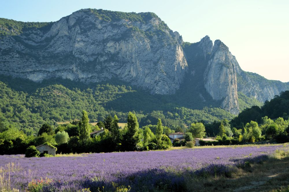 champ de lavande en fleurs au pied du pertuis de Saoû