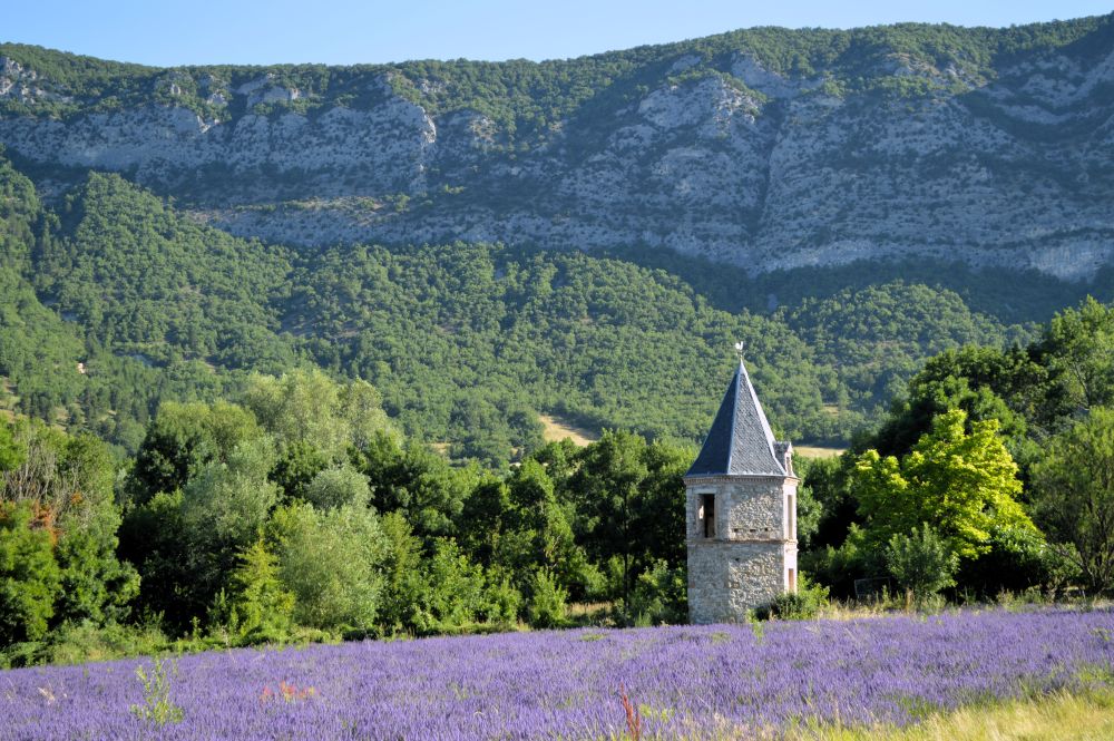 champ de lavande en fleurs au pied de Roche Colombe