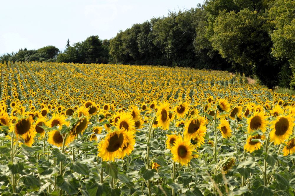 champ de tournesols bordé d'arbres