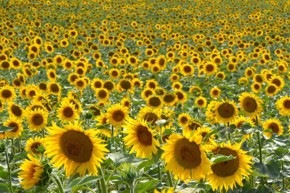 champ de tournesols