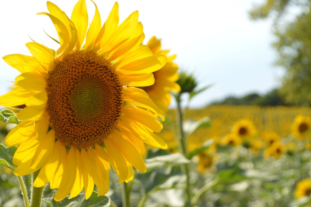fleur de tournesol