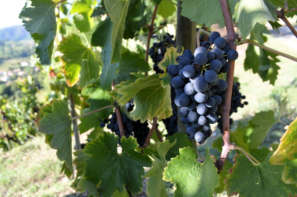 grappes de raisin sur le pied de vigne
