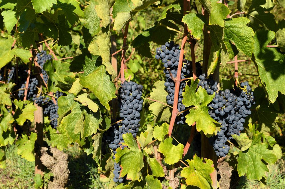 grappes de raisin sur le pied de vigne