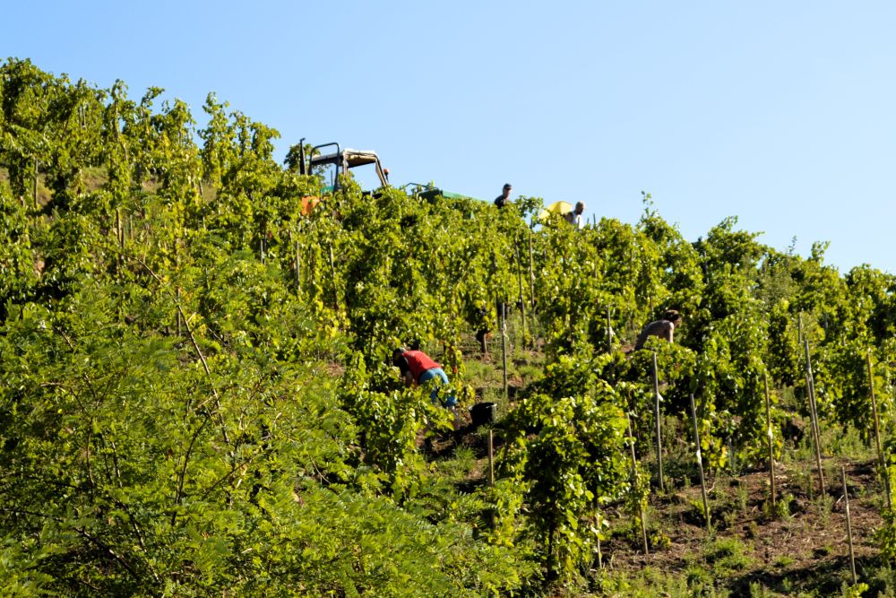 dans les vignes pendant les vendanges