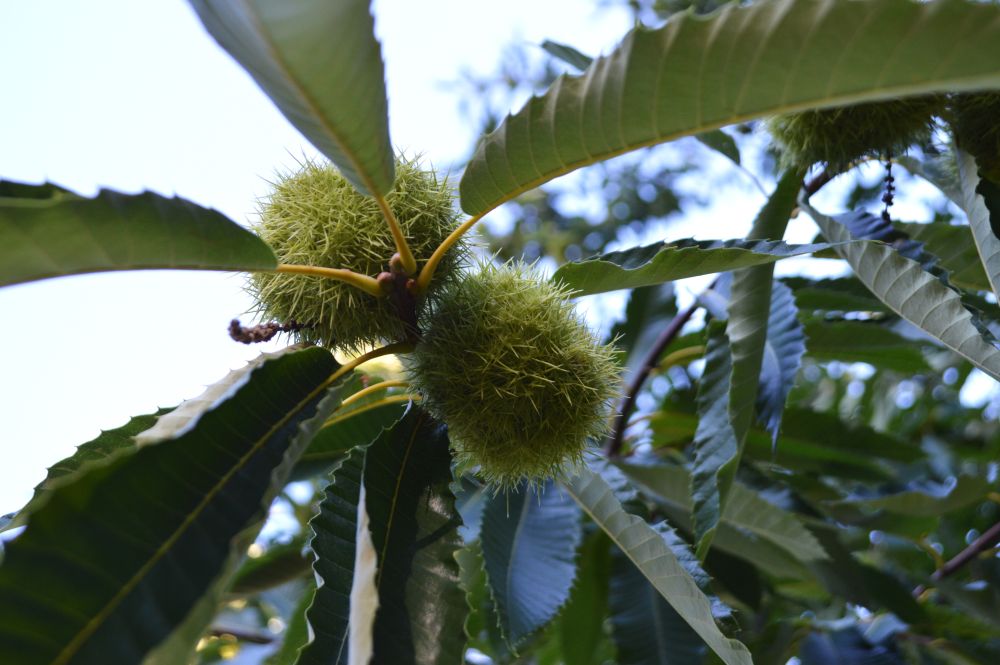 bogues de châtaignes sur l'arbre