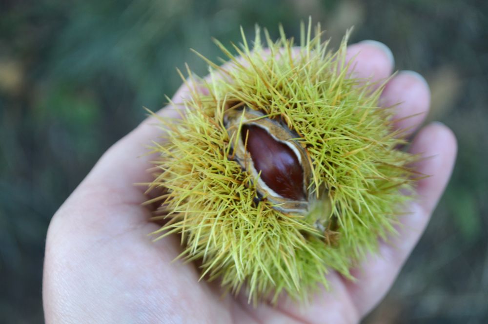 des châtaignes dans leur bogue, posée sur une main