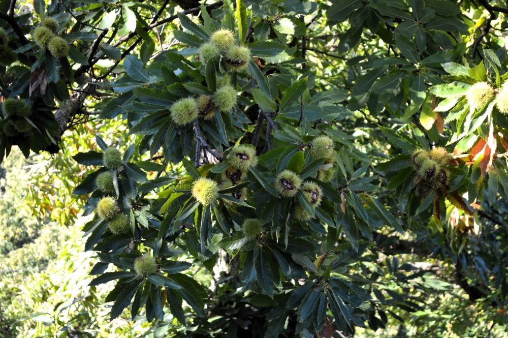 châtaignes sur l'arbre
