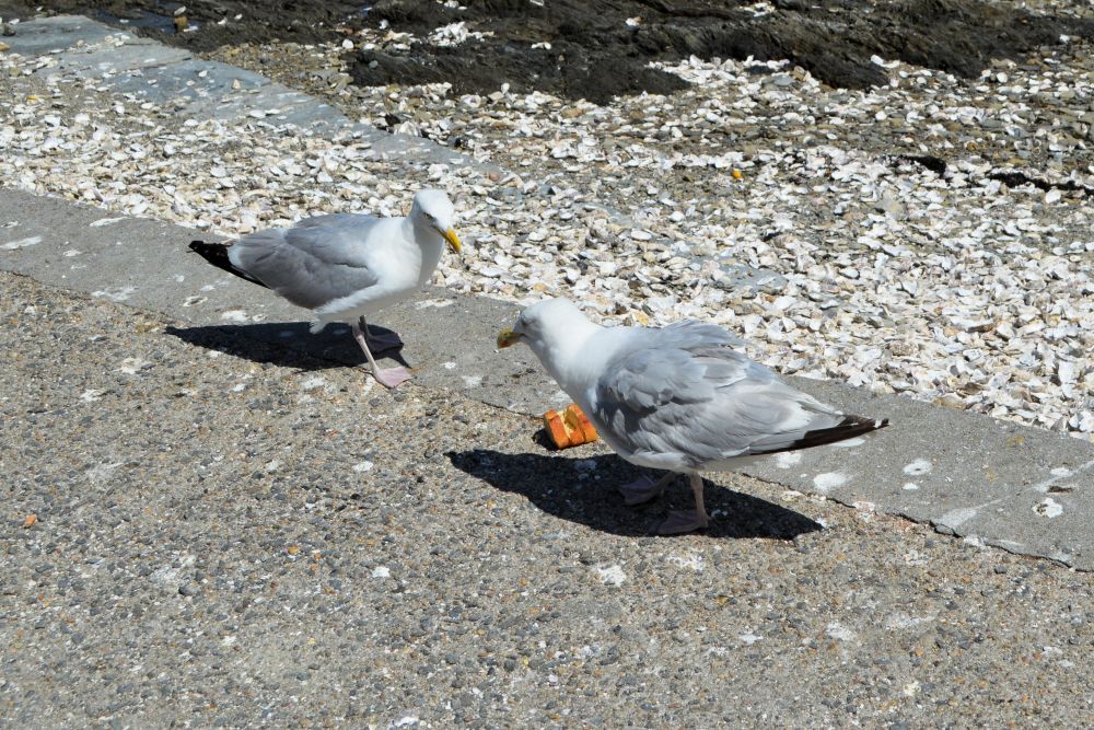 2 goélands en train de se chamailler pour un bout de pain