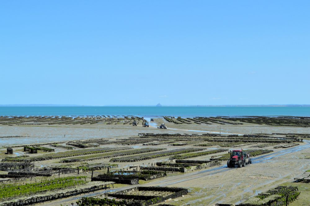 les parcs à huitres de Cancale à marée basse