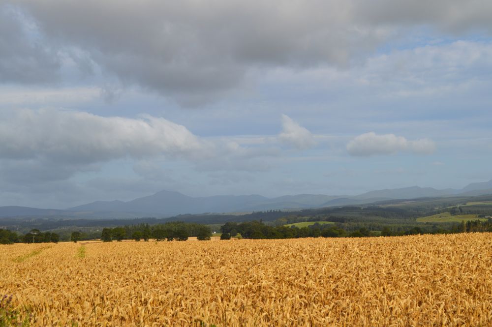 paysage de campagne avec un champ de céréales dorées au premier plan et des montagnes au fond