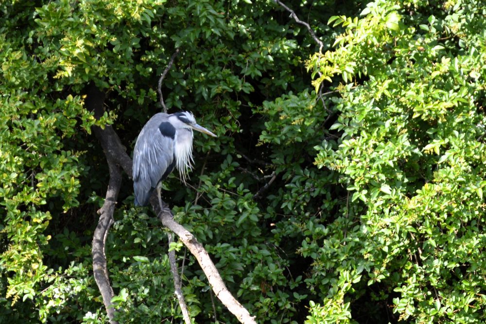 héron perché sur une branche