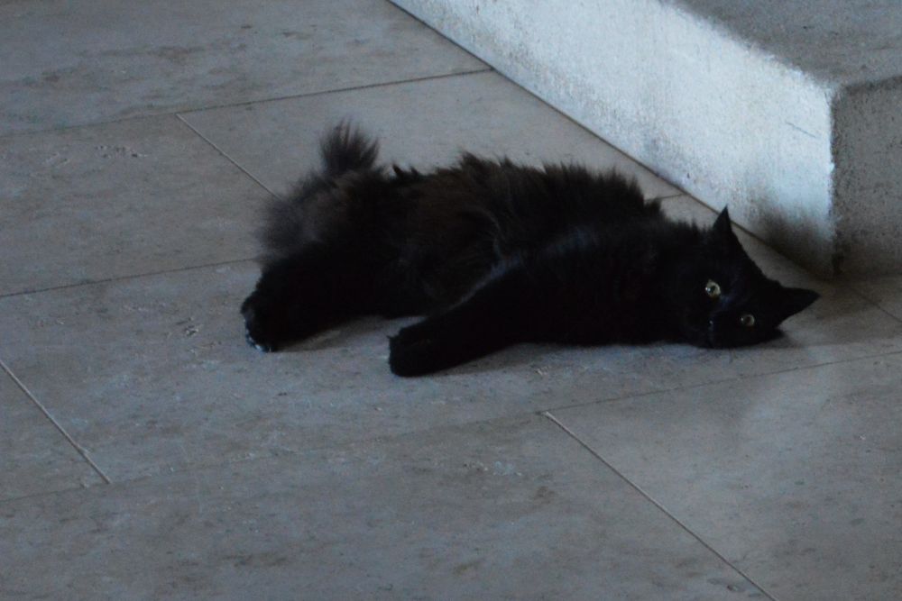 un chat noir sur un sol en pierre