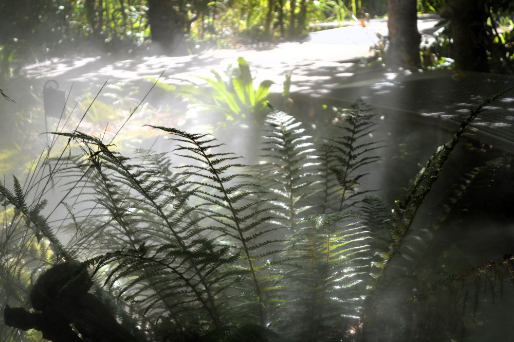 fougères dans la brume