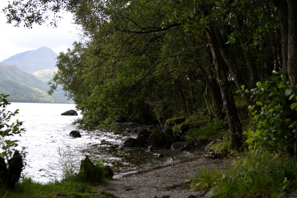 une petit plage entourée de forêt au bord d'un loch en Ecosse