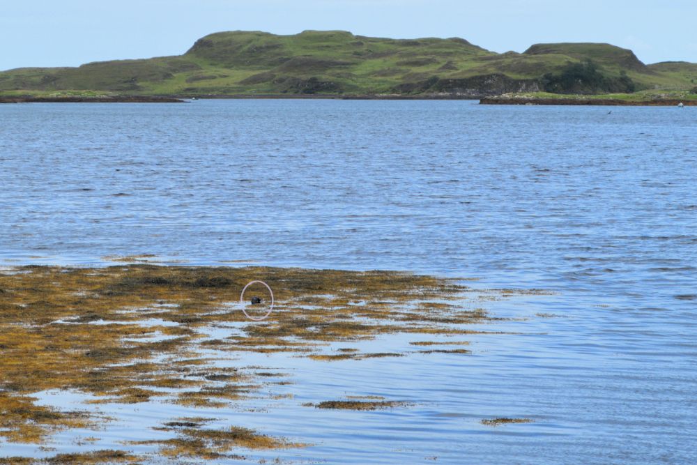 une tête de phoque dépasse légèrement de l'eau dans la baie de Dunvegan