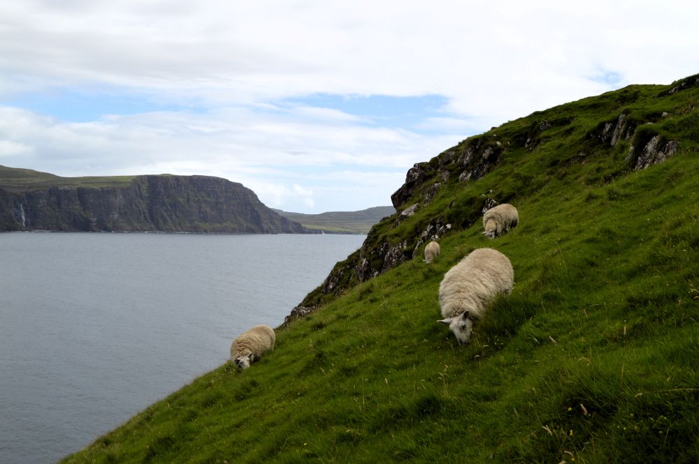 moutons à Nest Point sur l'île de Skye