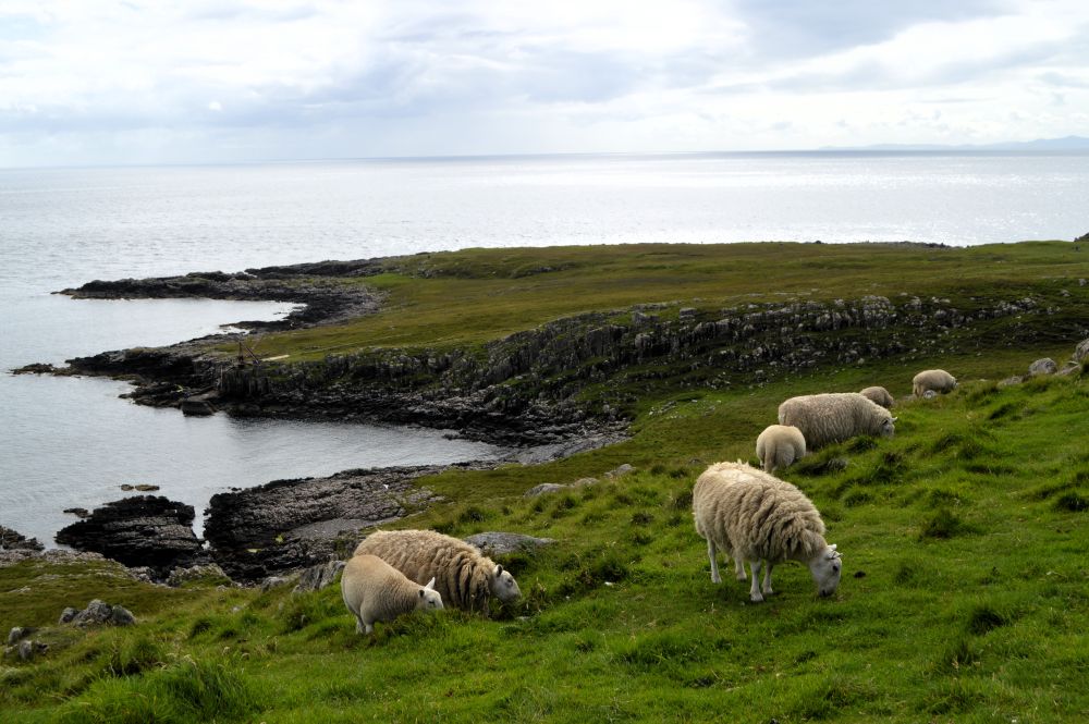 moutons à Nest Point sur l'île de Skye