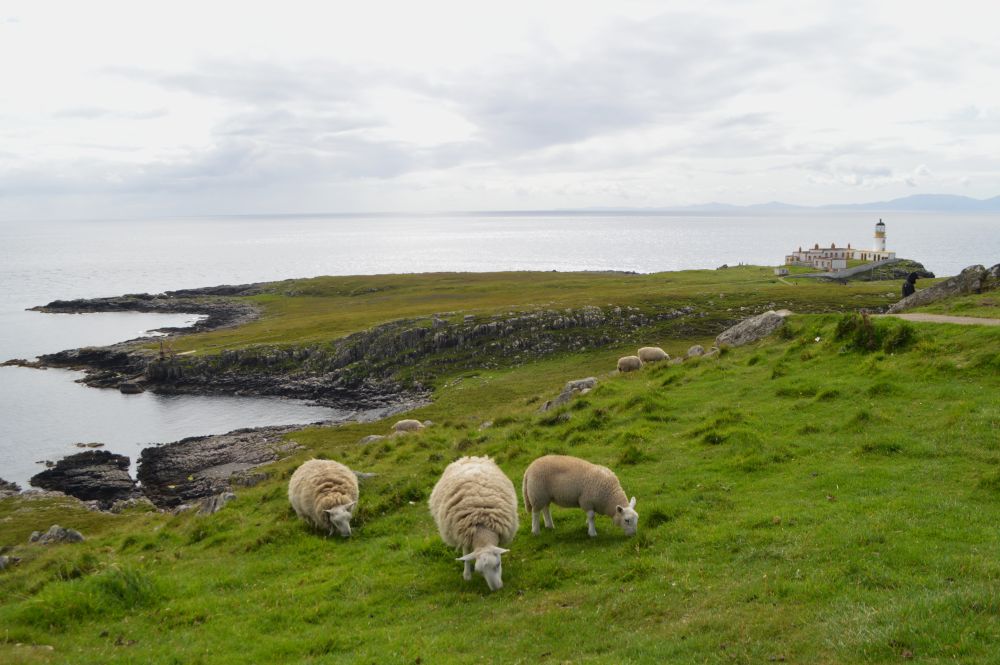 moutons à Nest Point sur l'île de Skye