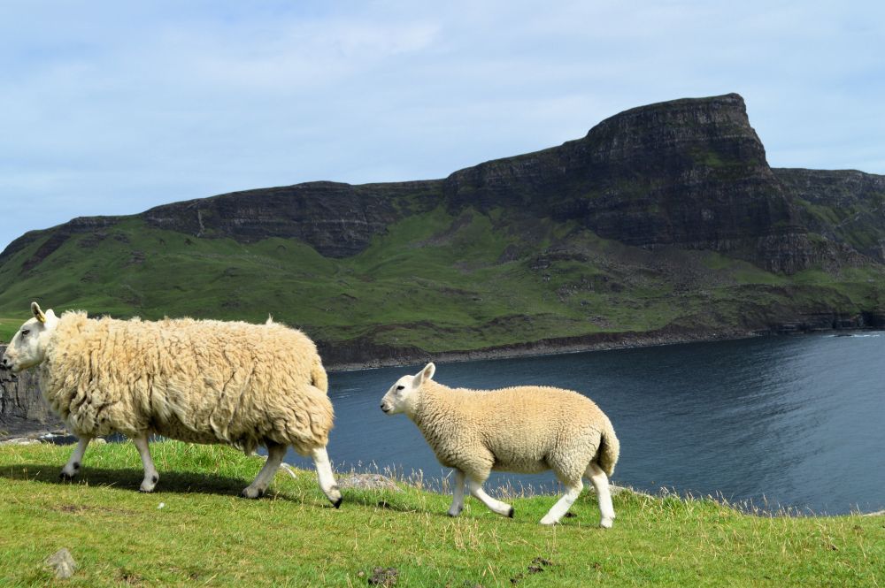 moutons à Nest Point sur l'île de Skye