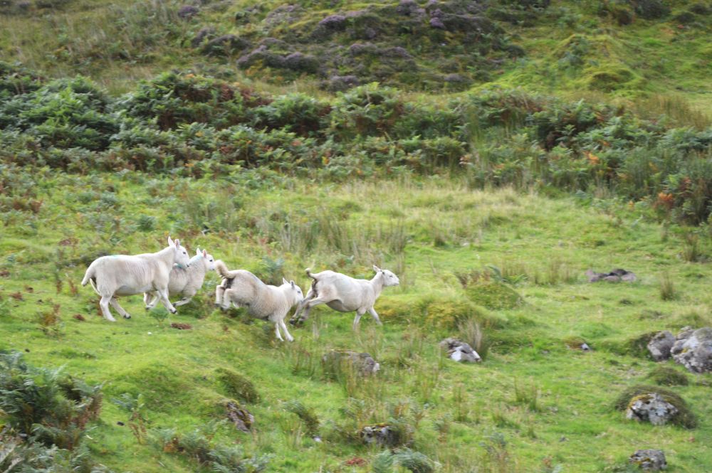moutons qui courent sur une lande en Ecosse