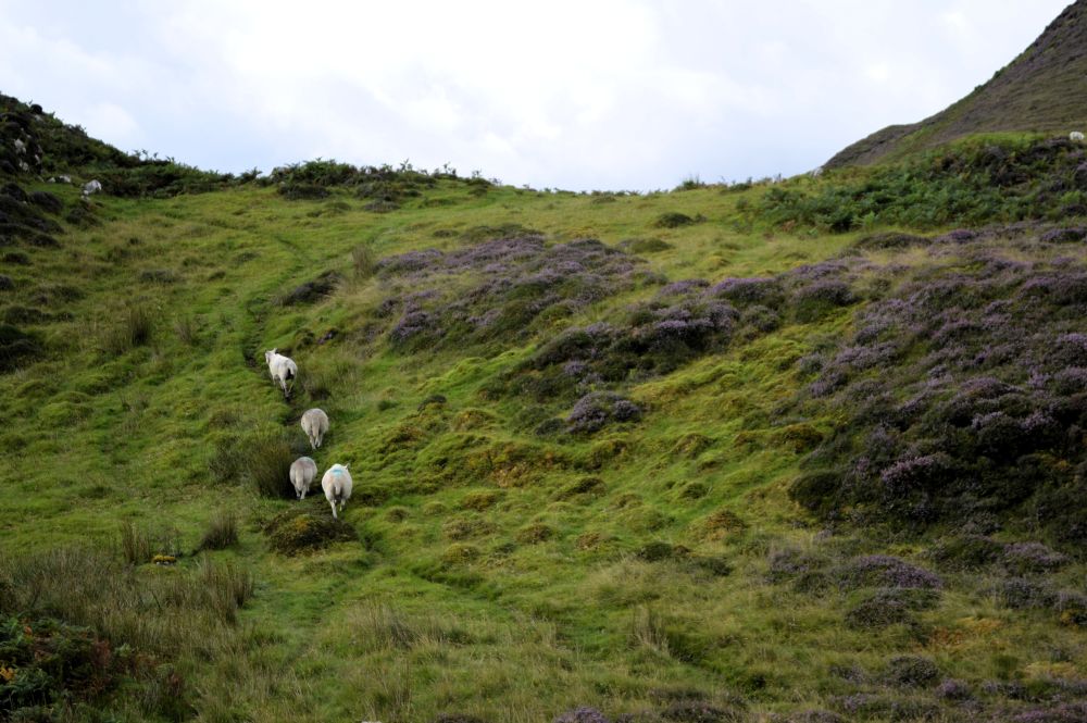 moutons qui courent sur une lande en Ecosse